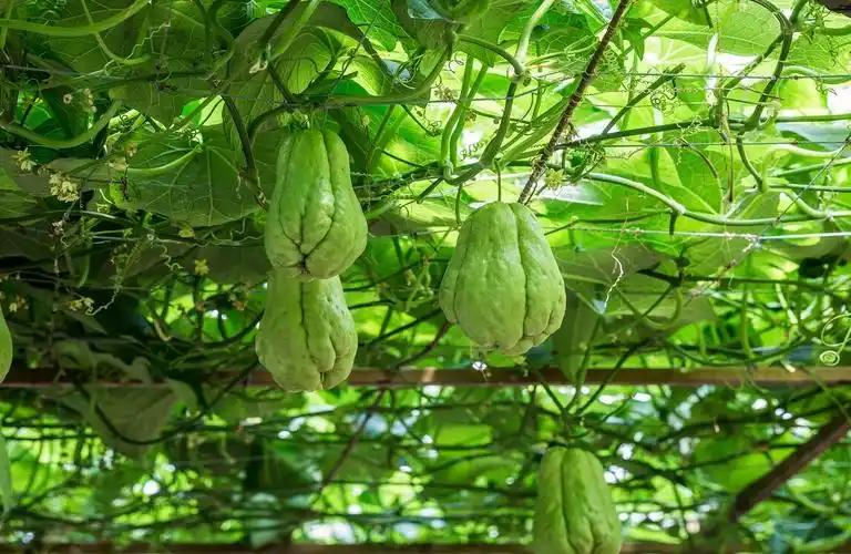 佛手瓜的龙须菜得种植技术