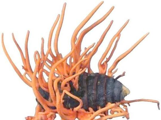 北虫草种植技术视频