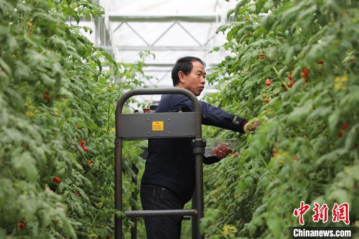 高山西红柿种植技术