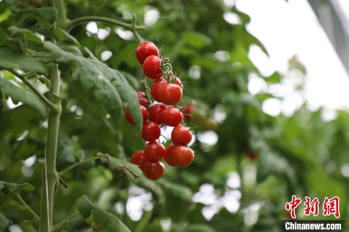 高山西红柿种植技术