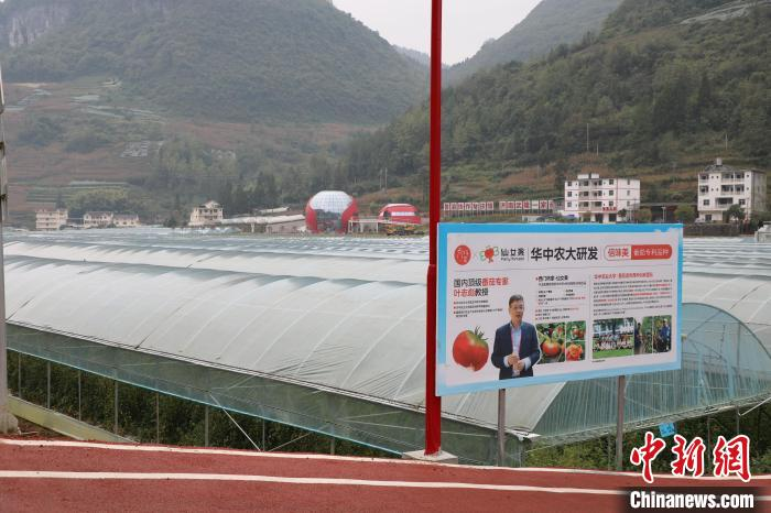 高山西红柿种植技术