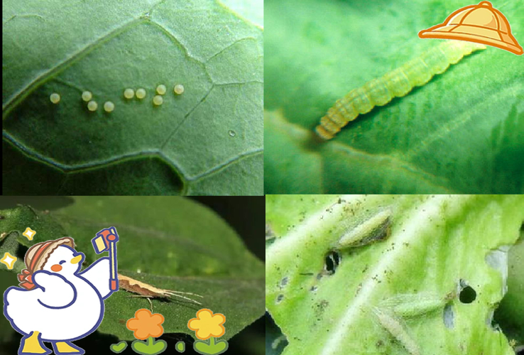 There's a pattern in the moth