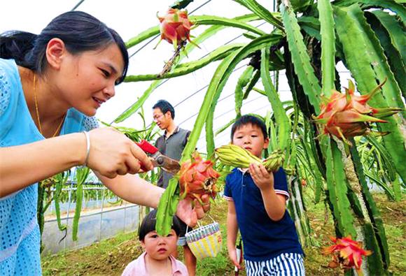 Chongqing climate-friendly fruit trees