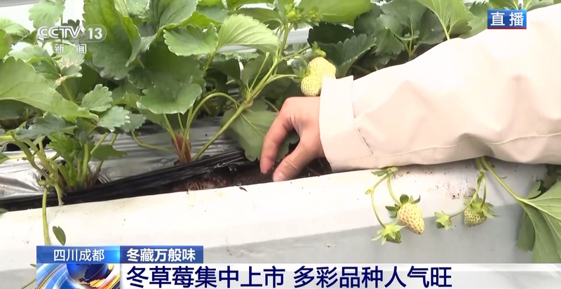 温室大棚草莓种植技术