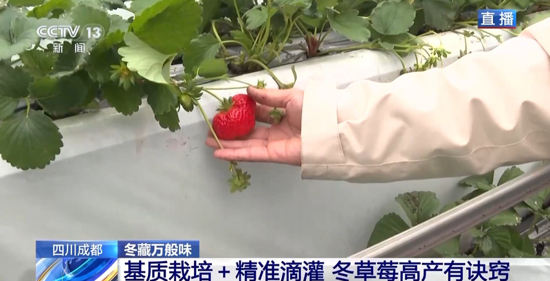 温室大棚草莓种植技术