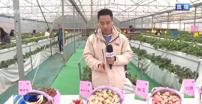 温室大棚草莓种植技术