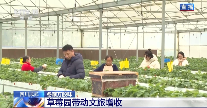 温室大棚草莓种植技术