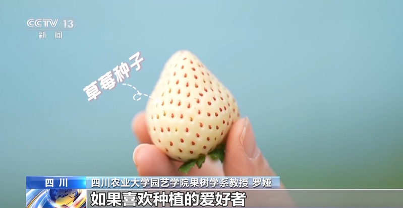 温室大棚草莓种植技术