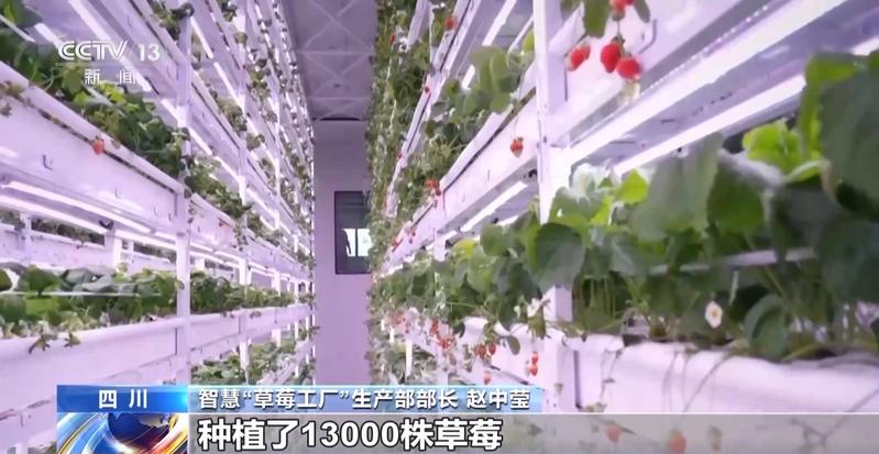 温室大棚草莓种植技术