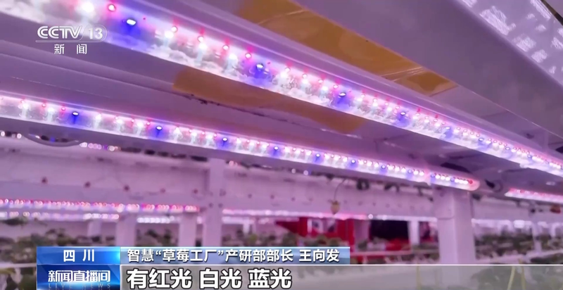 温室大棚草莓种植技术