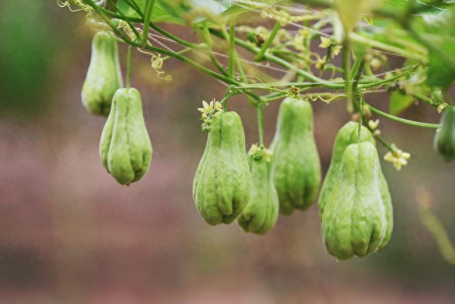 It's gotta be a plant