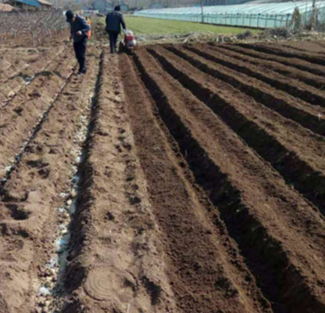 大地西瓜种植技术视频