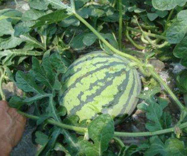 大地西瓜种植技术视频