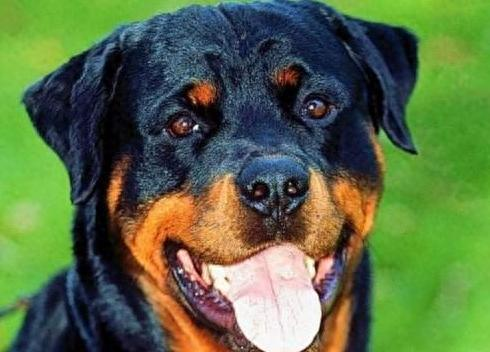 罗威纳幼犬喂养方法