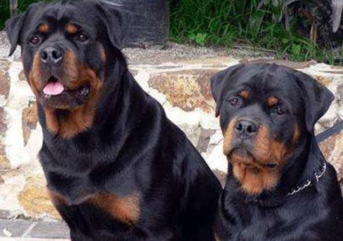 罗威纳幼犬喂养方法