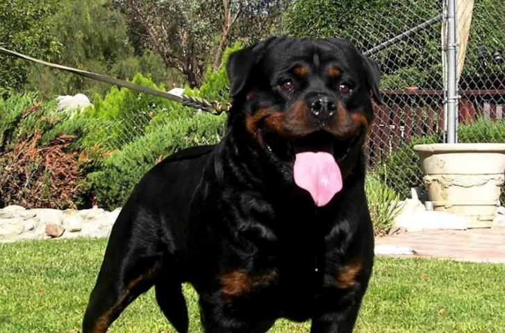 罗威纳幼犬喂养方法