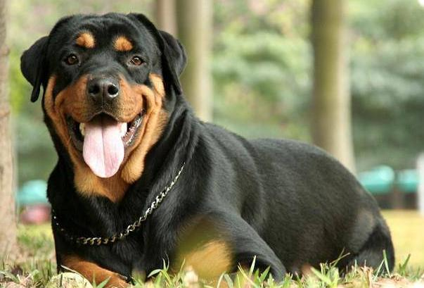 罗威纳幼犬喂养方法