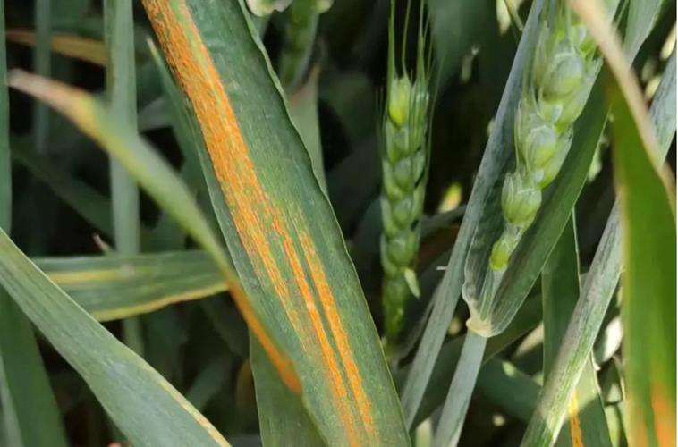 小菜蛾发生规律