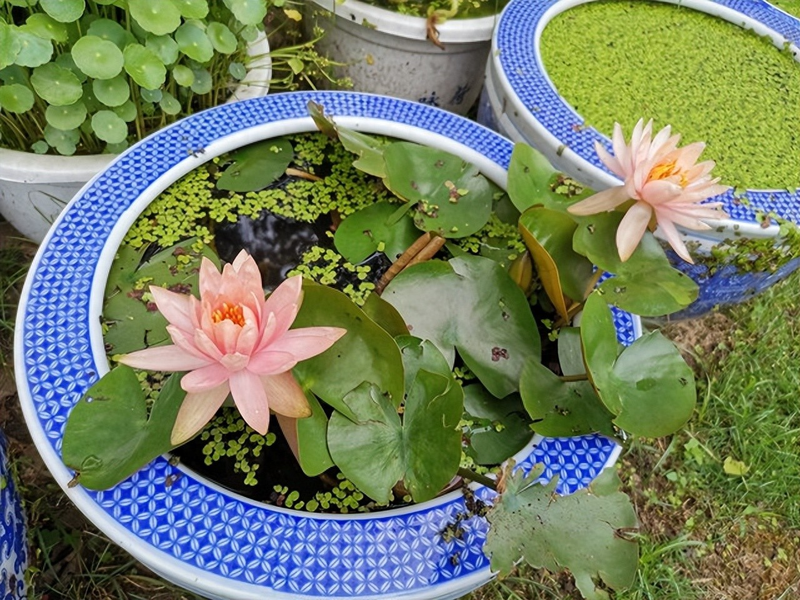 家养小睡莲种植方法