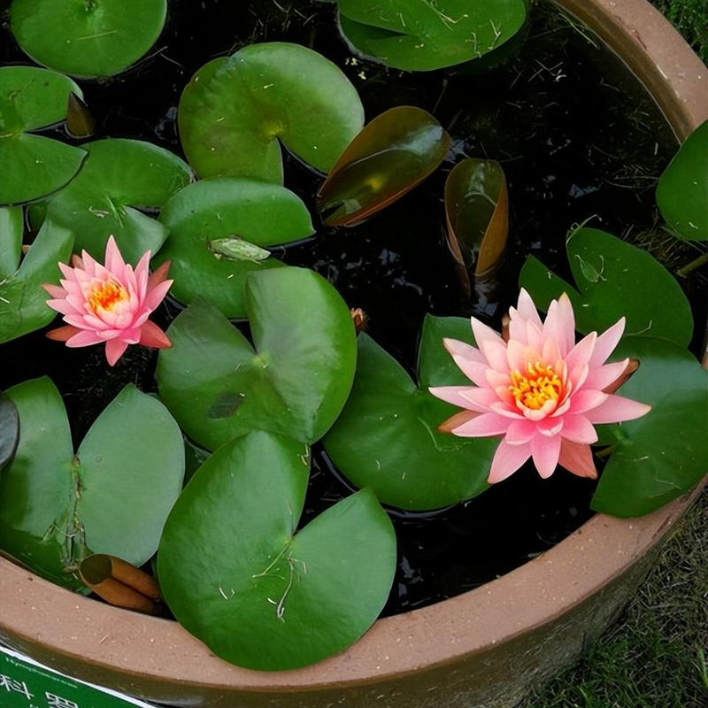 家养小睡莲种植方法