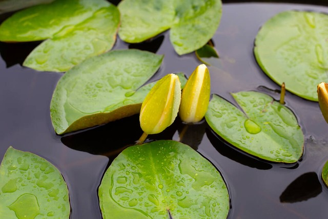 家养小睡莲种植方法