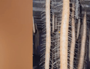 山药的种植方法与技术