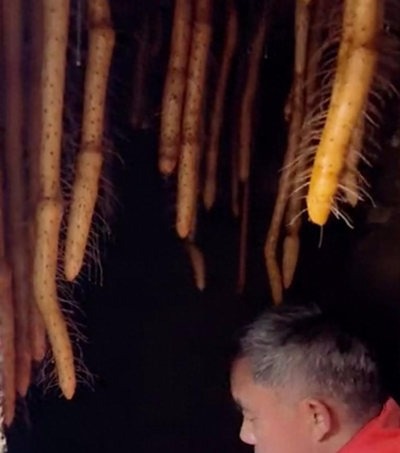 山药的种植方法与技术