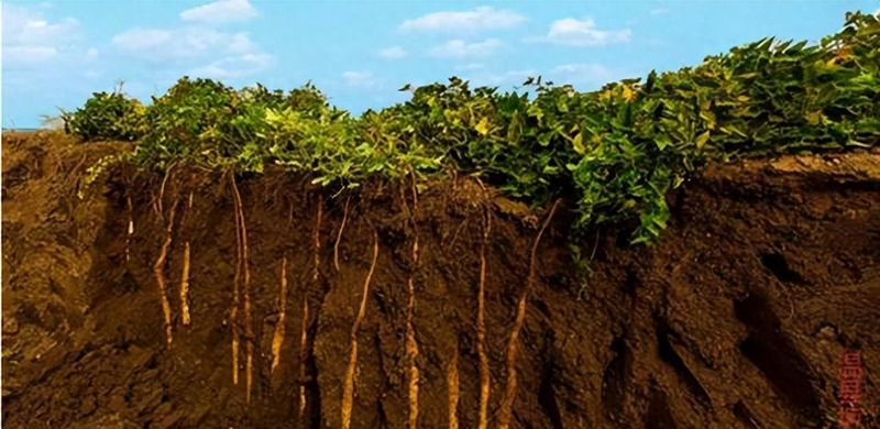 山药的种植方法与技术