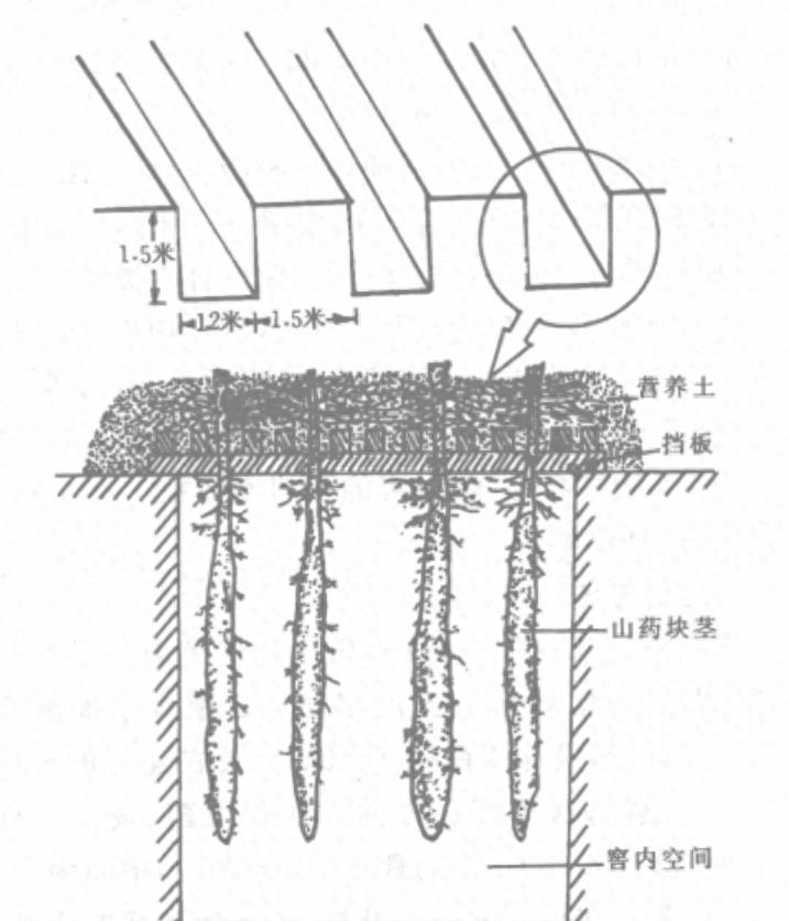 山药的种植方法与技术