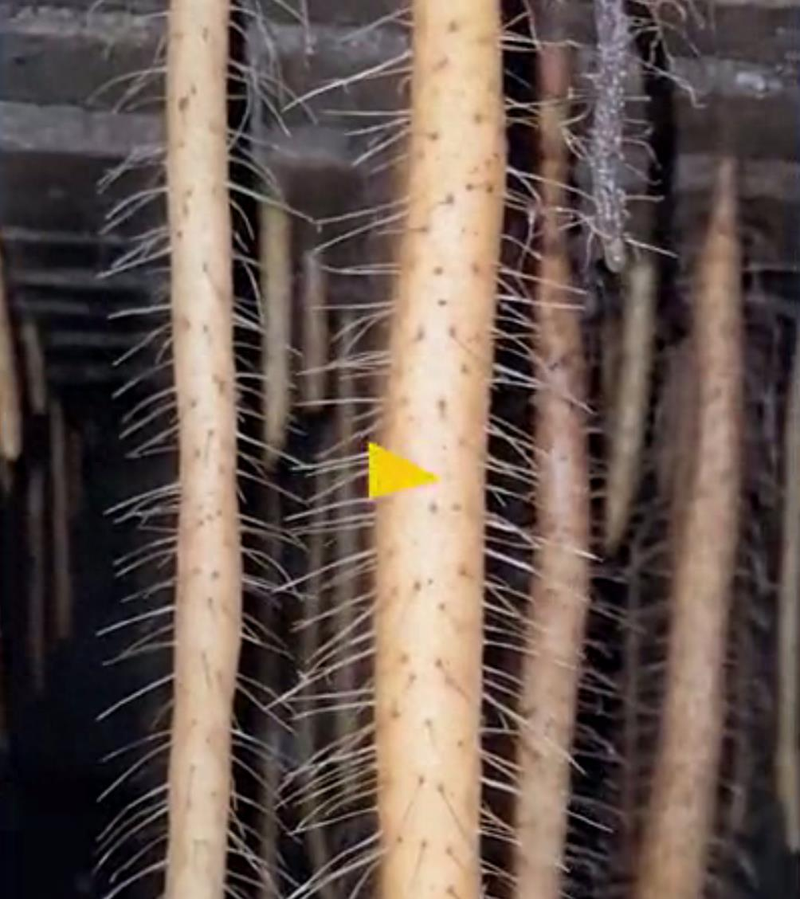 山药的种植方法与技术