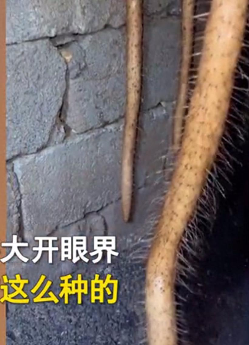 山药的种植方法与技术