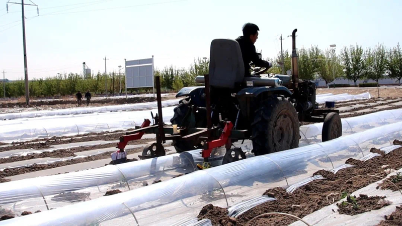 Earth watermelon planting technology video