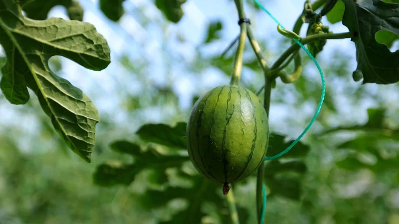 Earth watermelon planting technology video