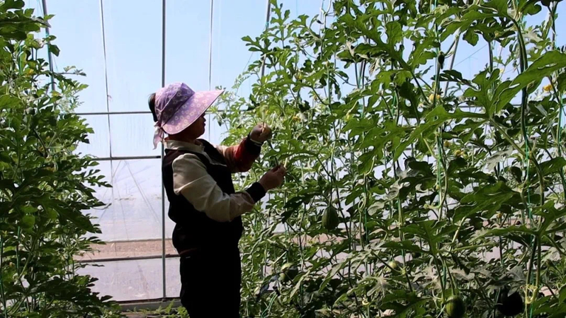 Earth watermelon planting technology video