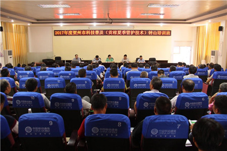 贡柑种植技术视频教学