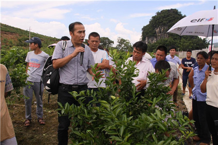 贡柑种植技术视频教学
