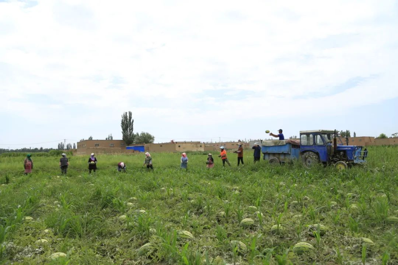 Earth watermelon planting technology video