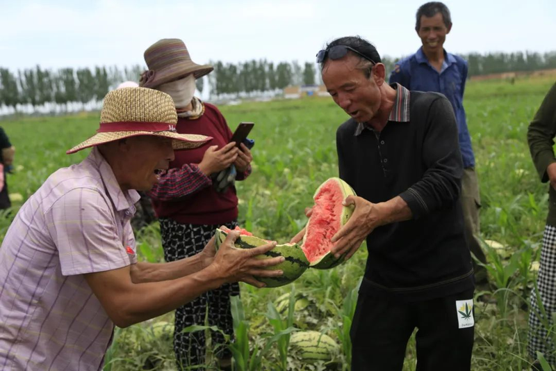 Earth watermelon planting technology video