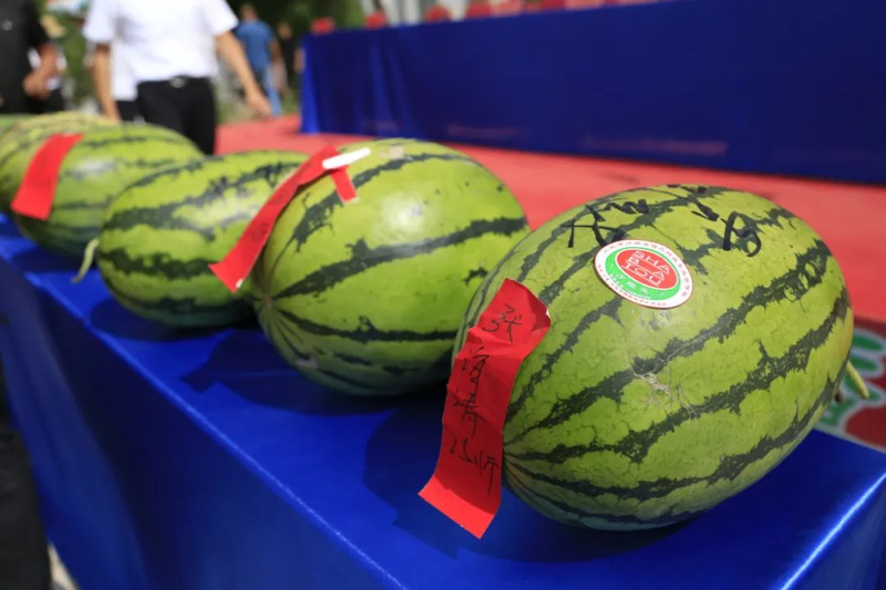 Earth watermelon planting technology video