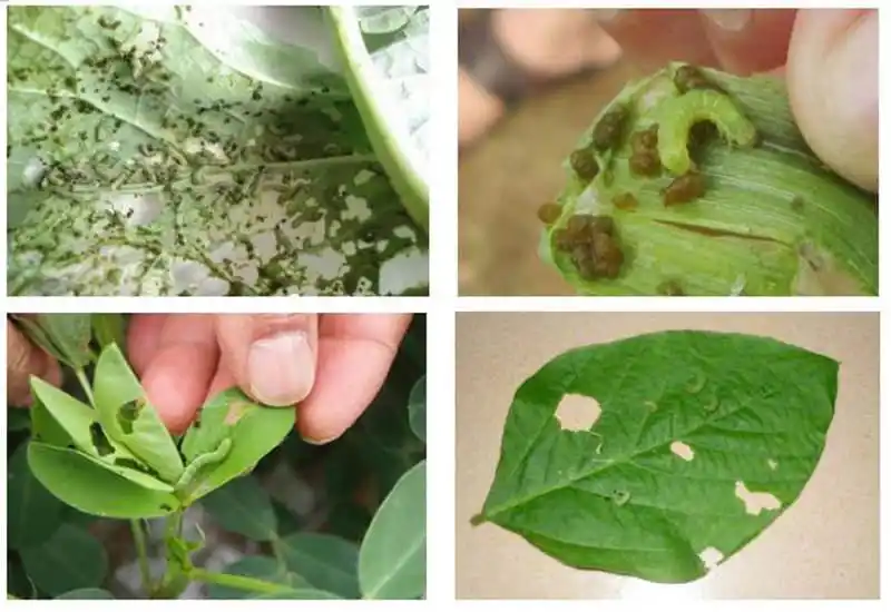 There's a pattern in the moth