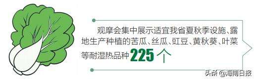 黄秋葵的露地种植方法