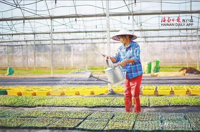 黄秋葵的露地种植方法