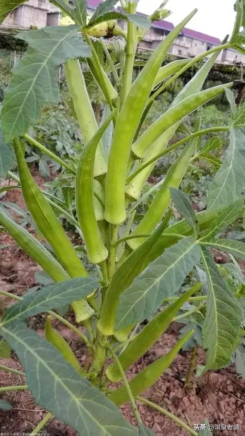 黄秋葵的露地种植方法