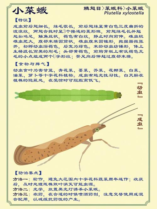 小菜蛾发生规律