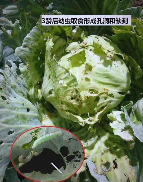 小菜蛾发生规律