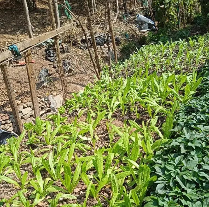 Autumn field farming methods