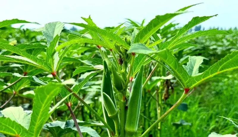 Autumn field farming methods