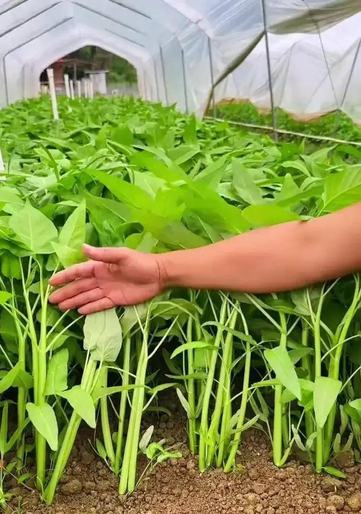 Autumn field farming methods