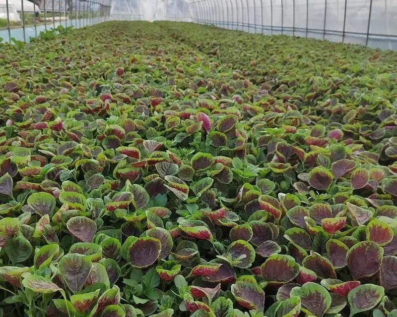 Autumn field farming methods