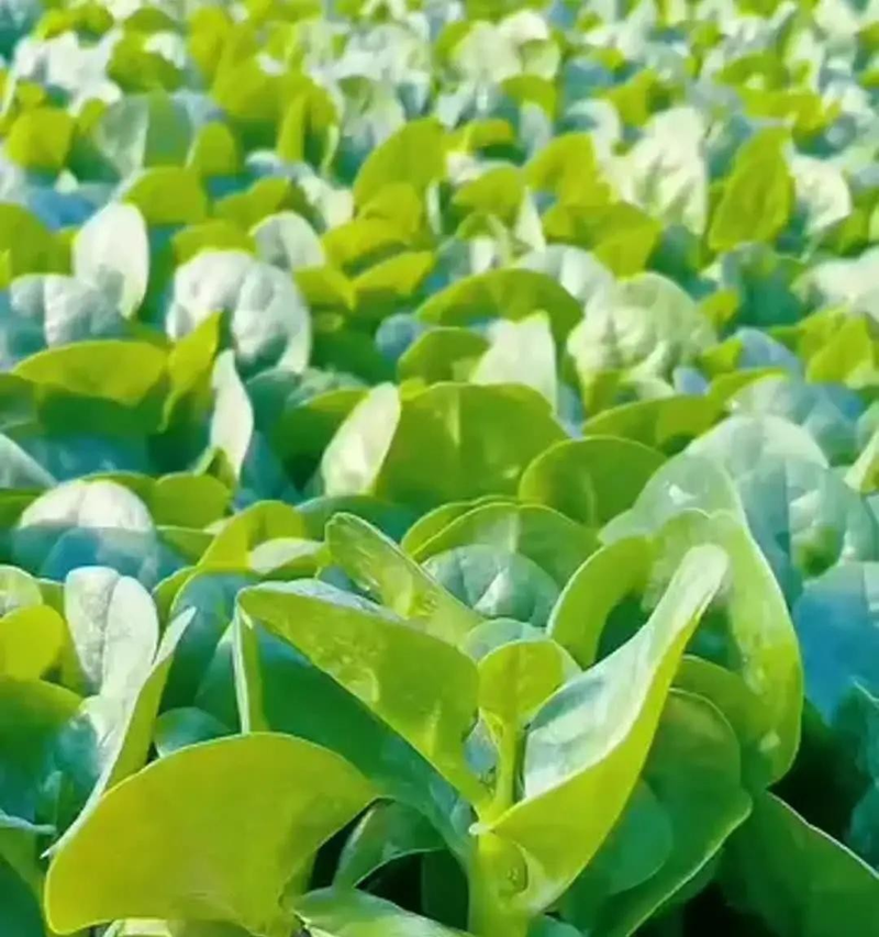 Autumn field farming methods